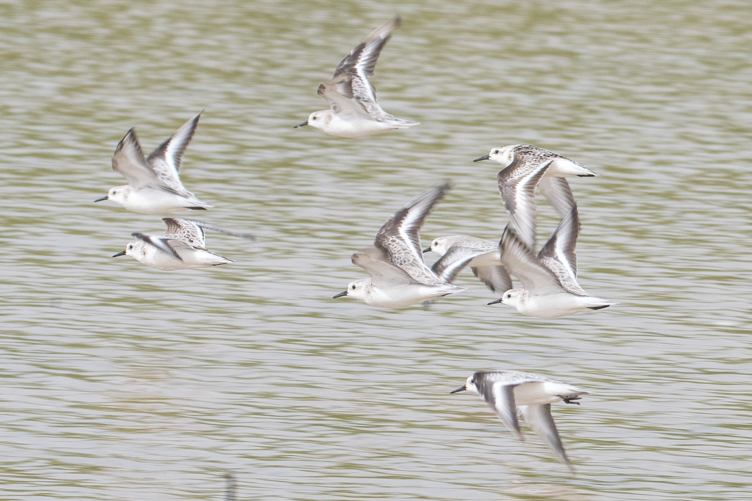 Bécasseaux Sanderling internuptiaux au vol (Sanderlings, Calidris Alba), RNIC de la Somone. 